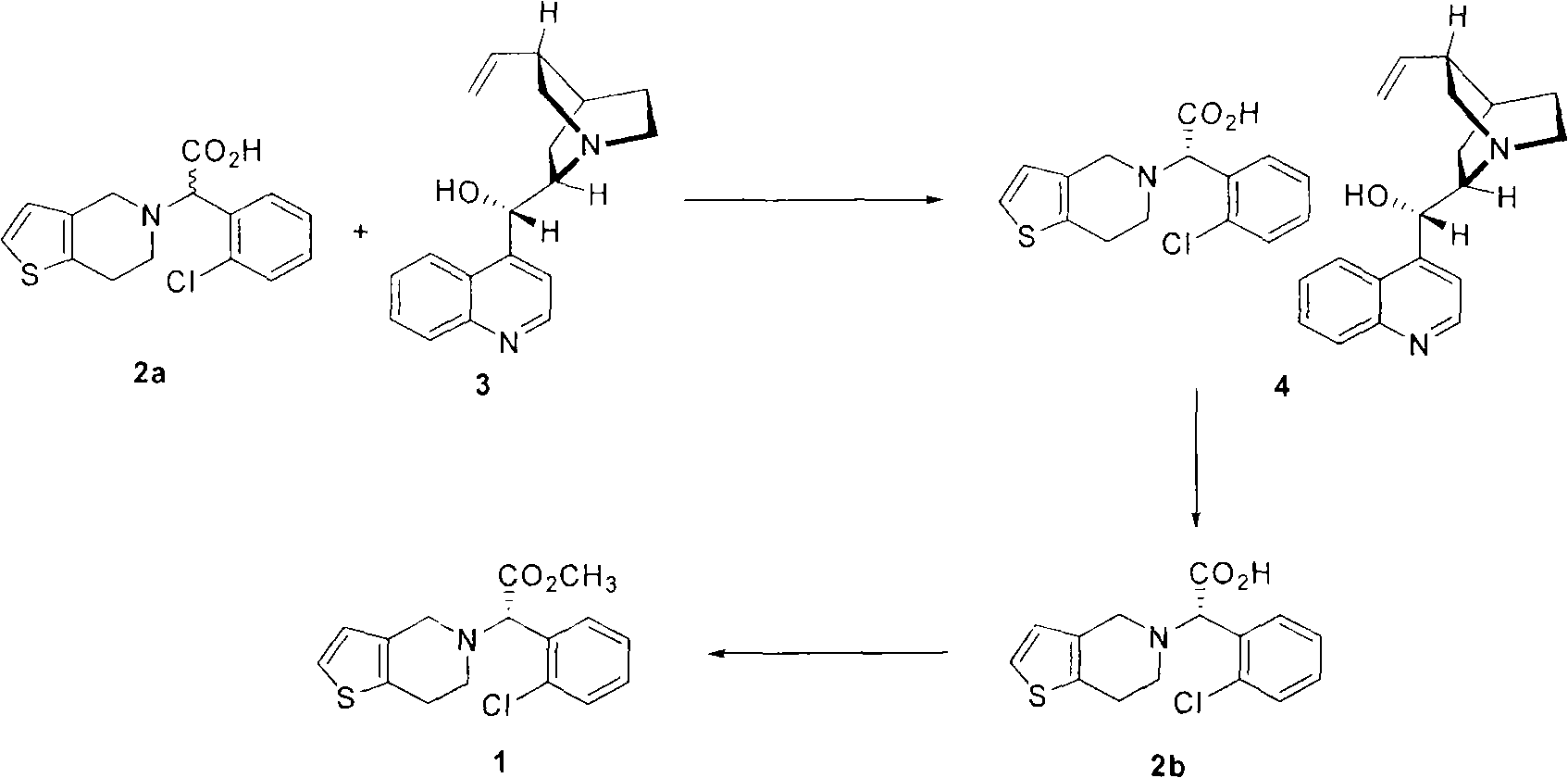 Process for the preparation of S-(+)-clopidogrel by optical resolution