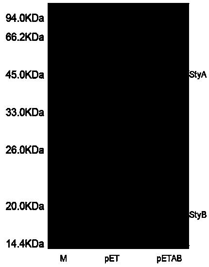 Styrene cyclooxygenase gene and application thereof