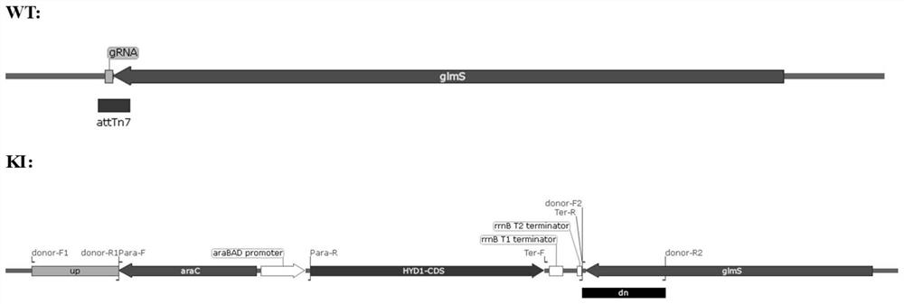 Recombinant escherichia coli and hydrogen production application