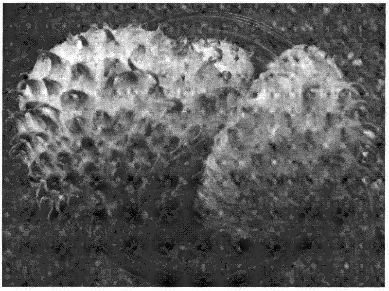 Method for separating, domesticating and cultivating wild Pholiota squarrosa strain
