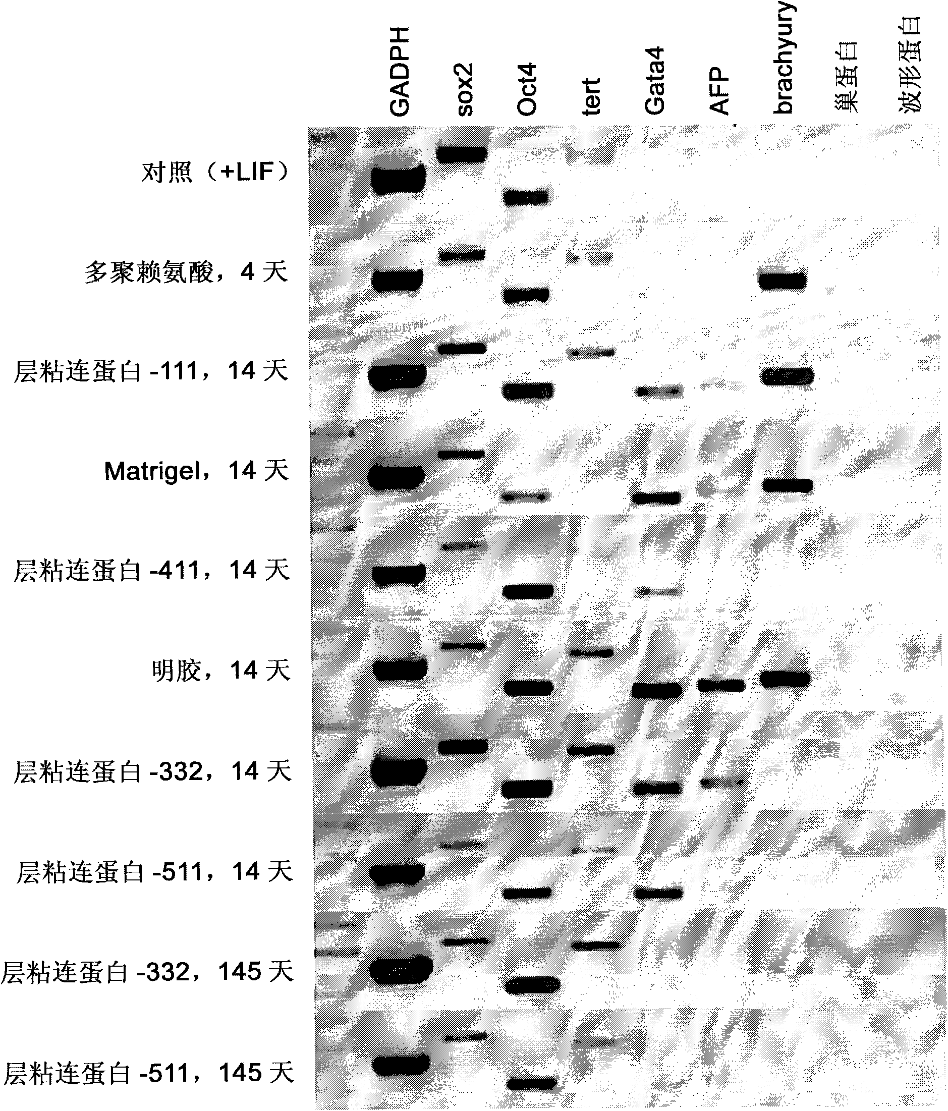 Composition and method for enabling proliferation of pluripotent stem cells