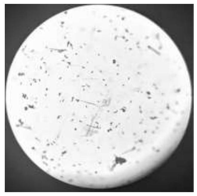 Compound microbial agent containing saline-alkaline-tolerant bacillus paralicheniformis and preparation method of compound microbial agent