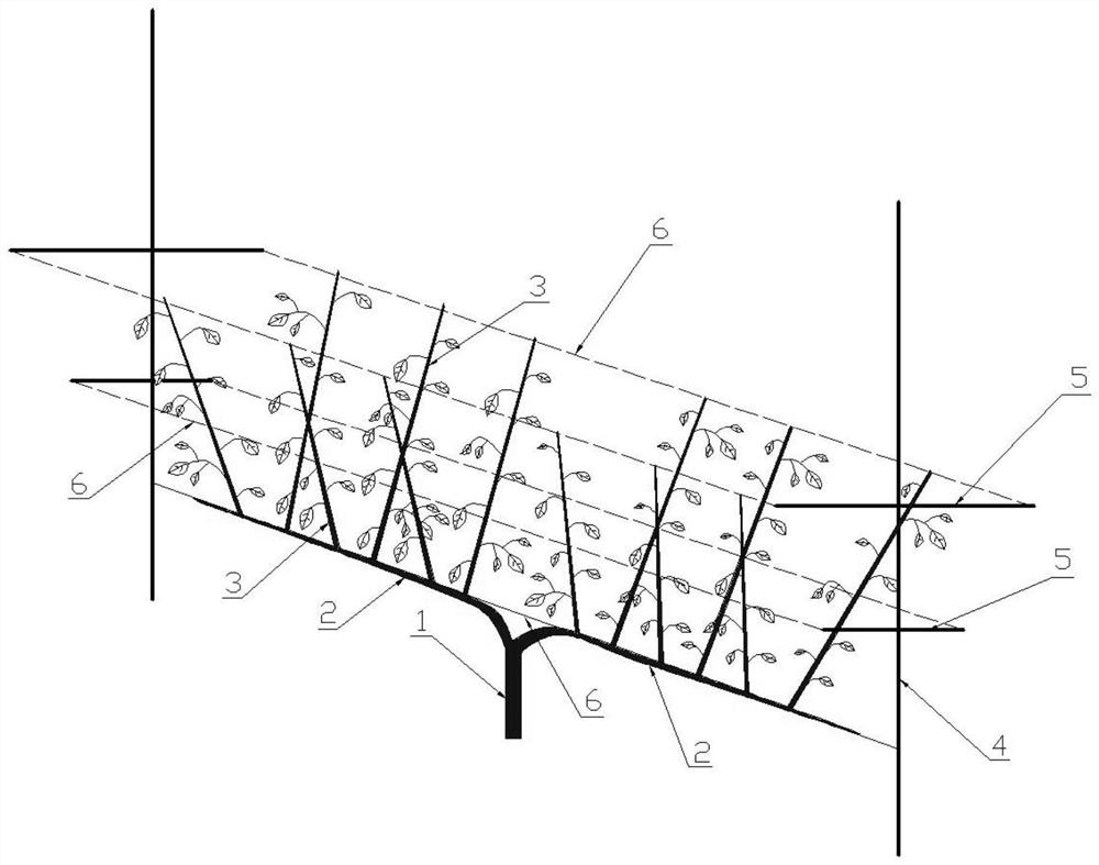 Tree form beneficial to simplified management and early fruiting of fruit trees and construction method thereof