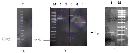 Genetically engineered bacterium for rapidly degrading methyltestosterone and application thereof