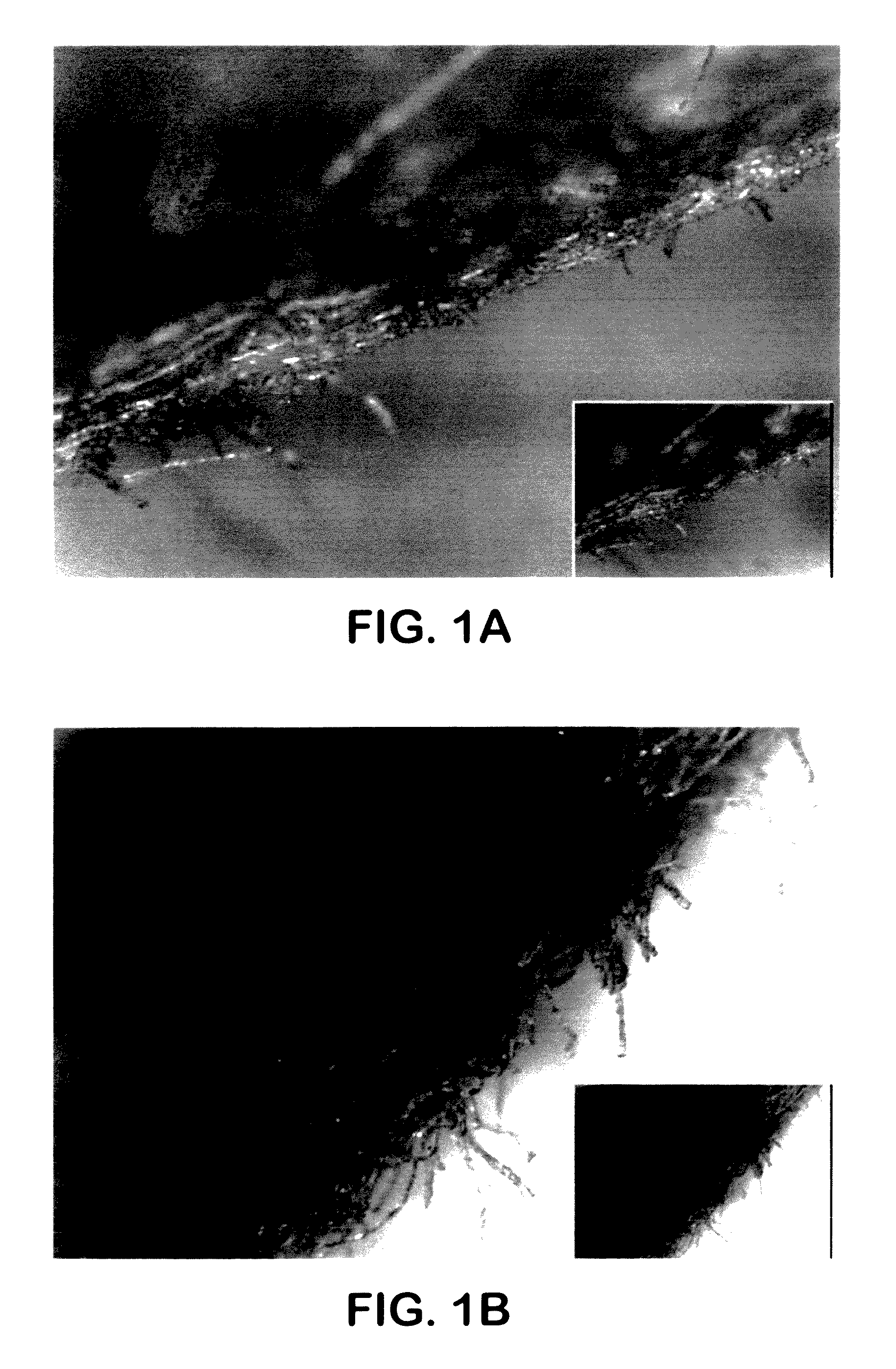 Process for producing polyvinyl alcohol articles