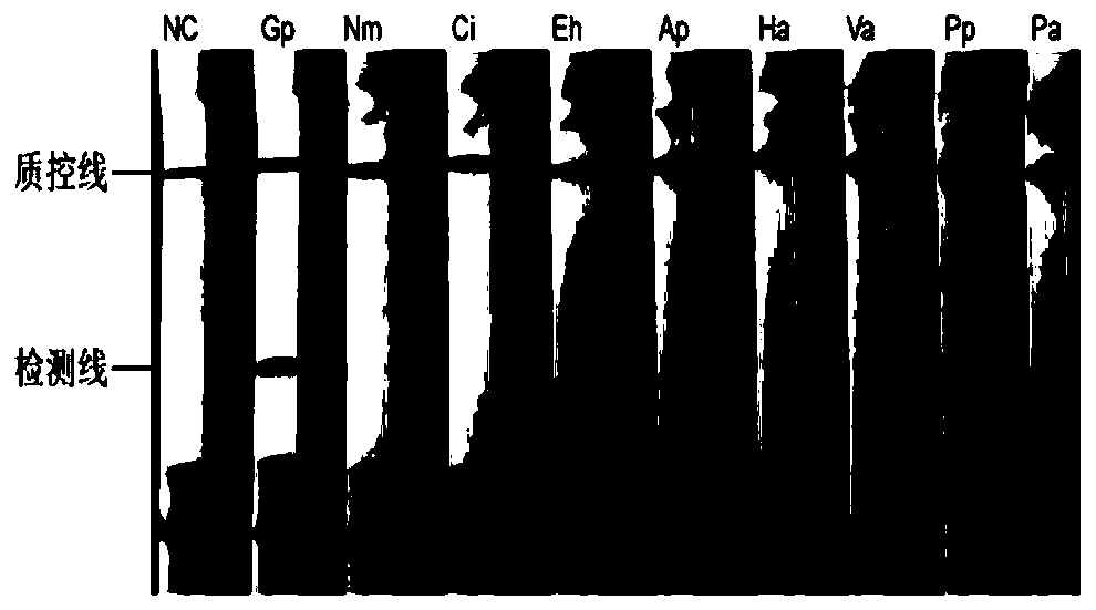 Primer and probe sequences for LAMP-LFD detection of Plecoglossus altivelis glugeasis