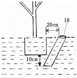 A kind of cultivation method that promotes sandalwood's early maturity and high yield