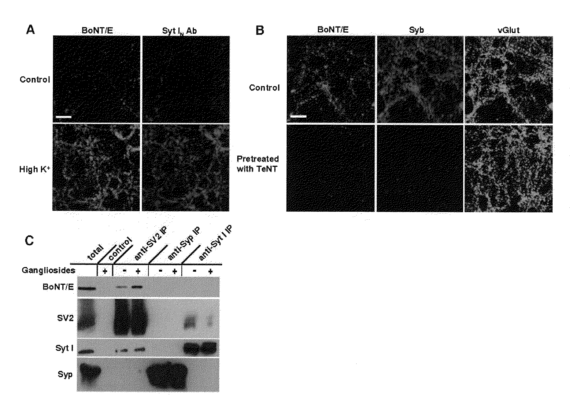 Botulinum neurotoxin e receptors and uses thereof