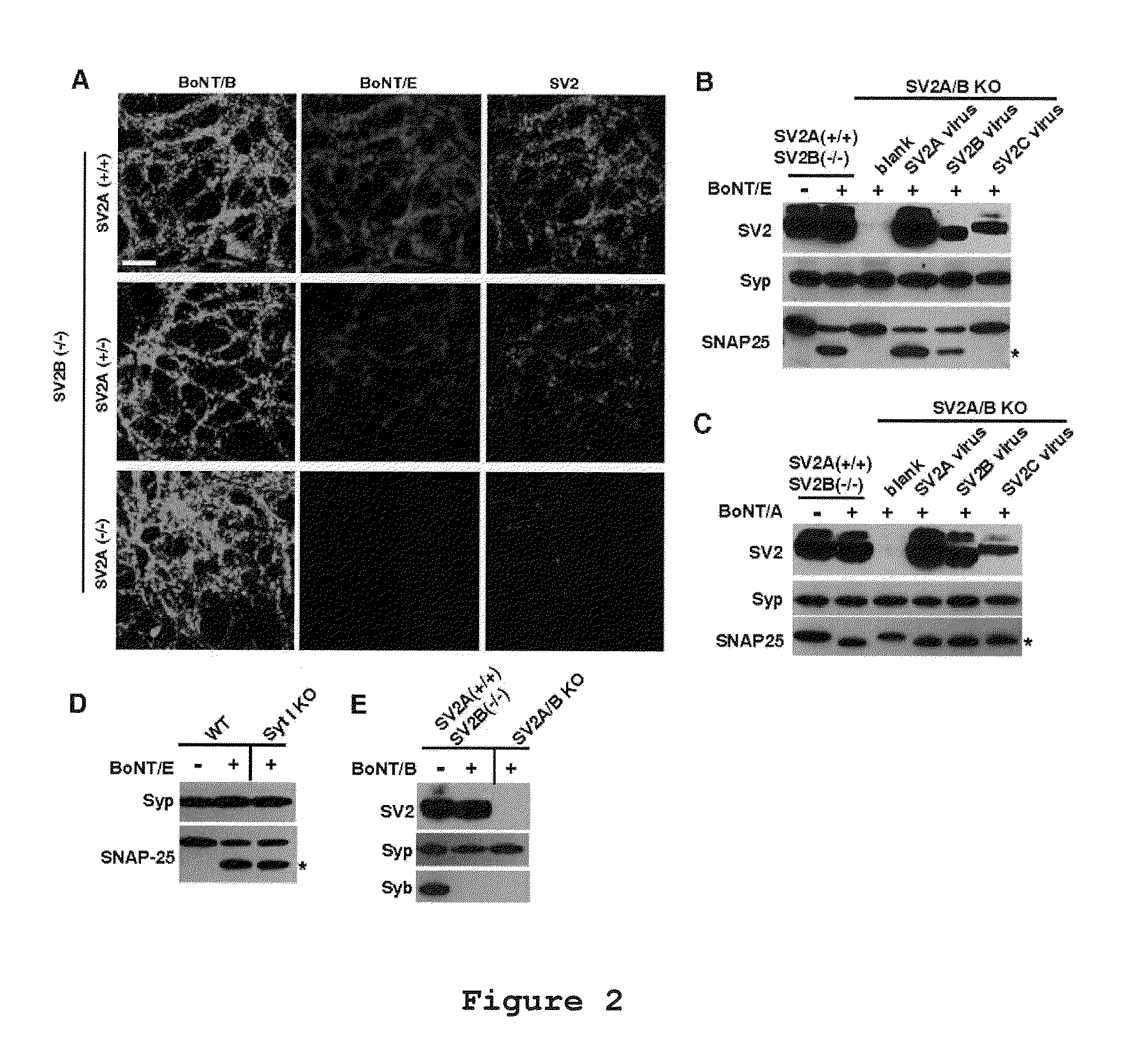 Botulinum neurotoxin e receptors and uses thereof