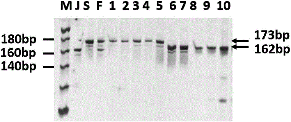 Molecular marker closely interlocked with neck blast resistance gene of paddy rice Jiangnan lateness and application thereof