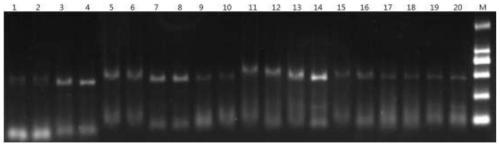 A detection method for the ec16 SNP marker of the white shrimp