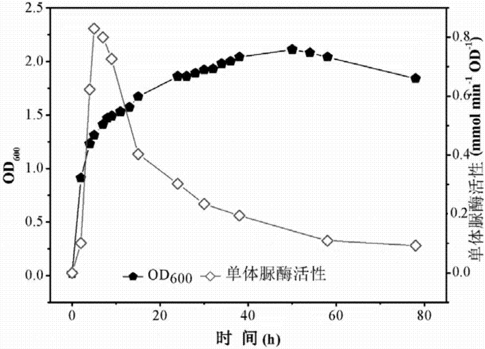 Application of carbonate-mineralization microbe in decreasing content of effective-state cadmium in soil and method