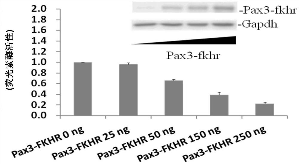 Application of pax3-fkhr and acta1 gene in prevention and treatment of rhabdomyosarcoma