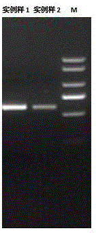 Oral throat swab bacterial metagenome DNA extraction method
