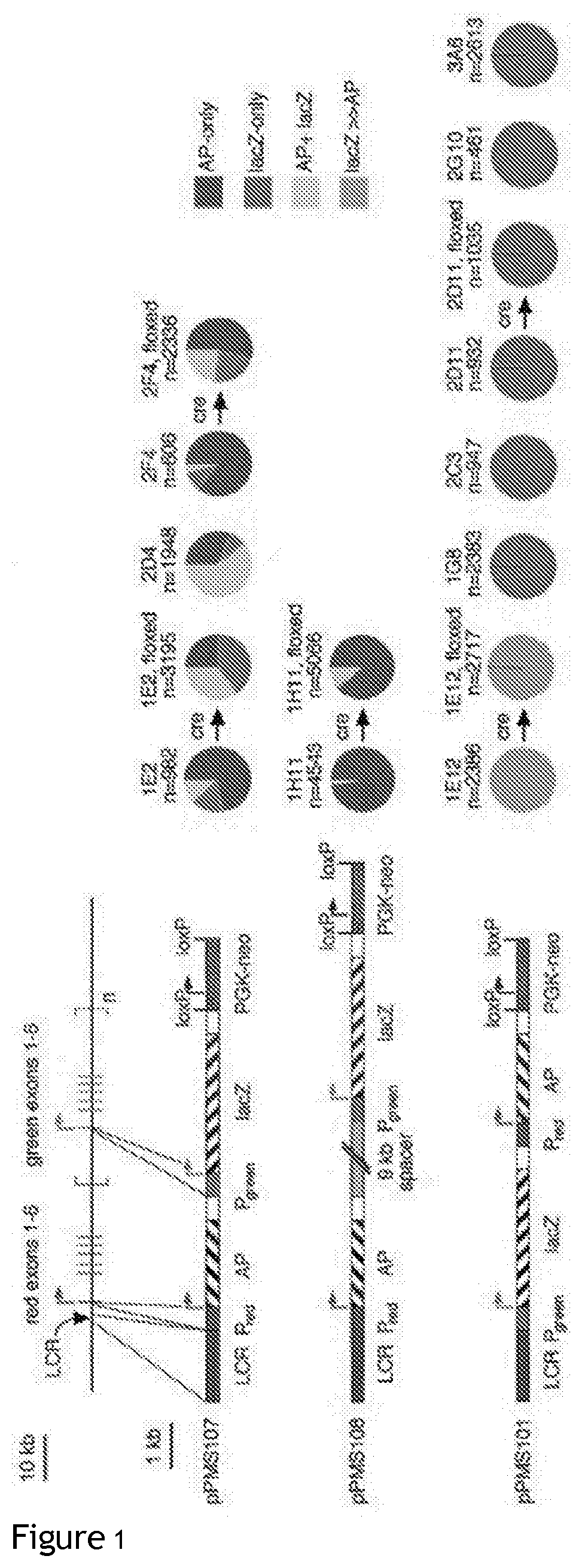 Compositions and Methods for Treating Retinal Disorders