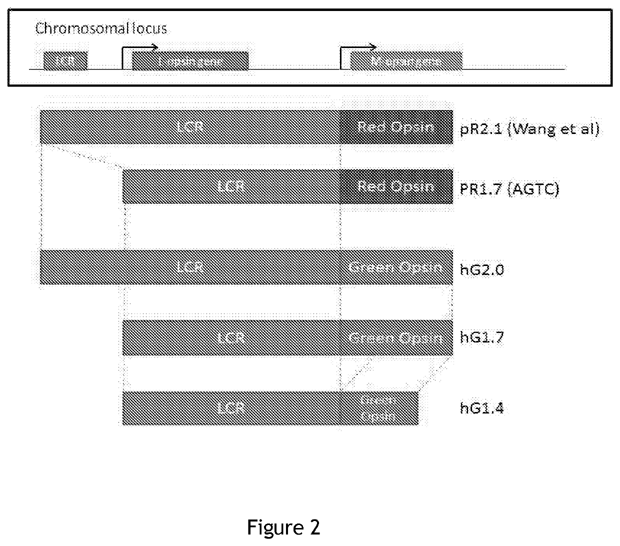 Compositions and Methods for Treating Retinal Disorders