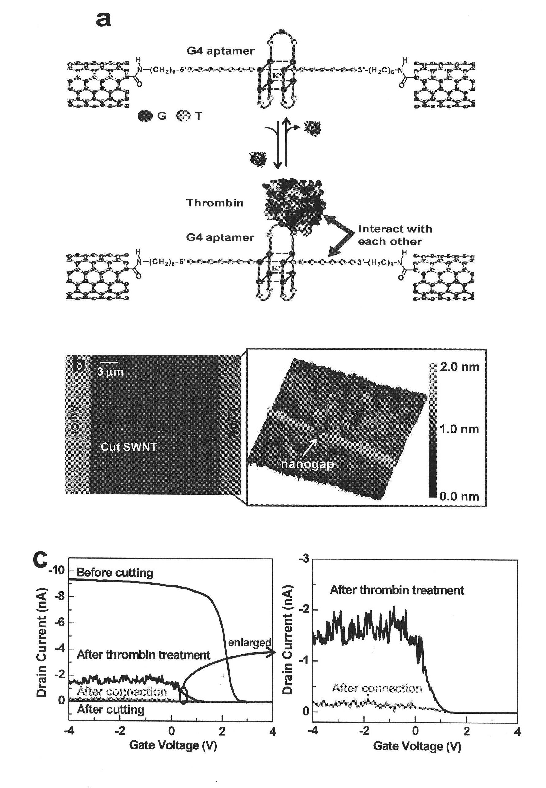 Molecular biosensor and method of single-molecule detection of DNA or protein using the same