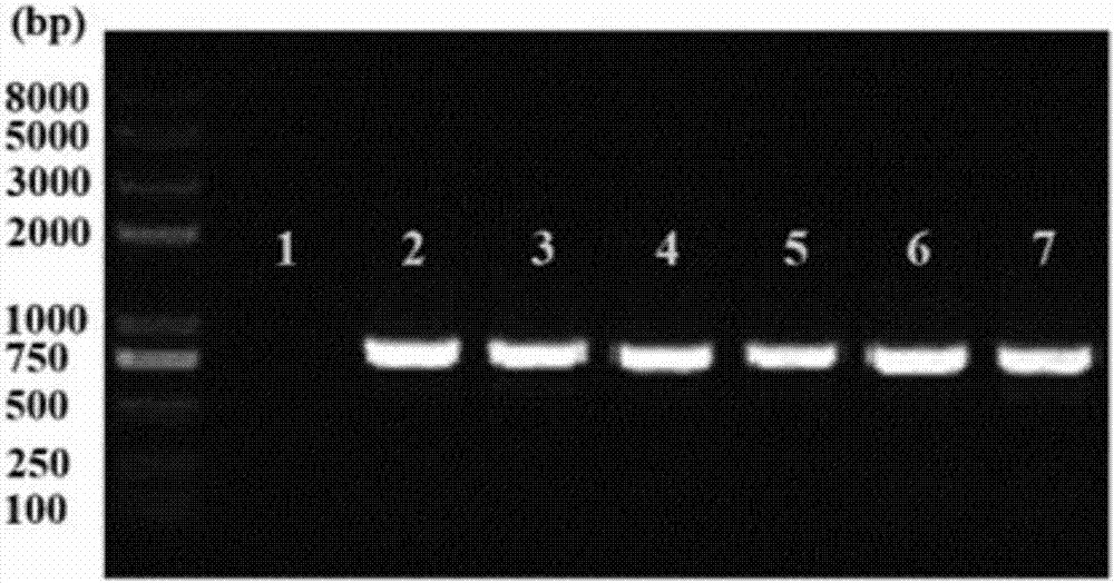 Protein GmGPA3 for regulating plant storage protein sorting as well as encoding gene and application thereof