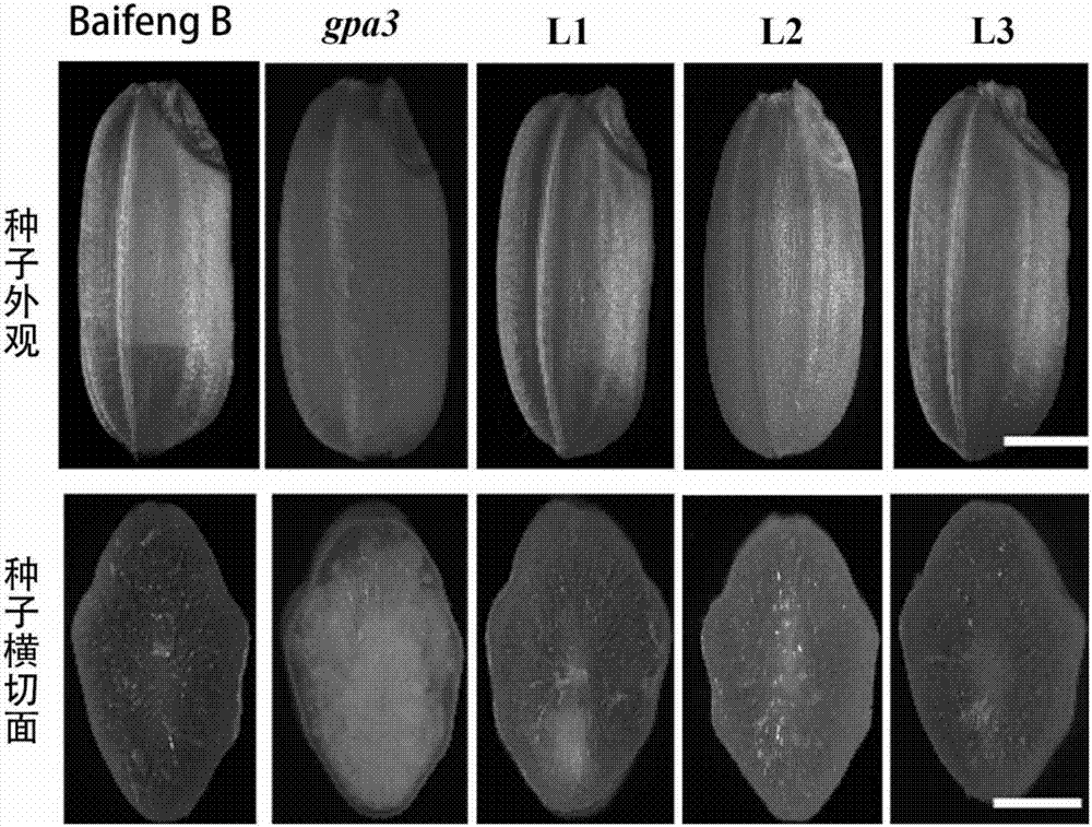 Protein GmGPA3 for regulating plant storage protein sorting as well as encoding gene and application thereof