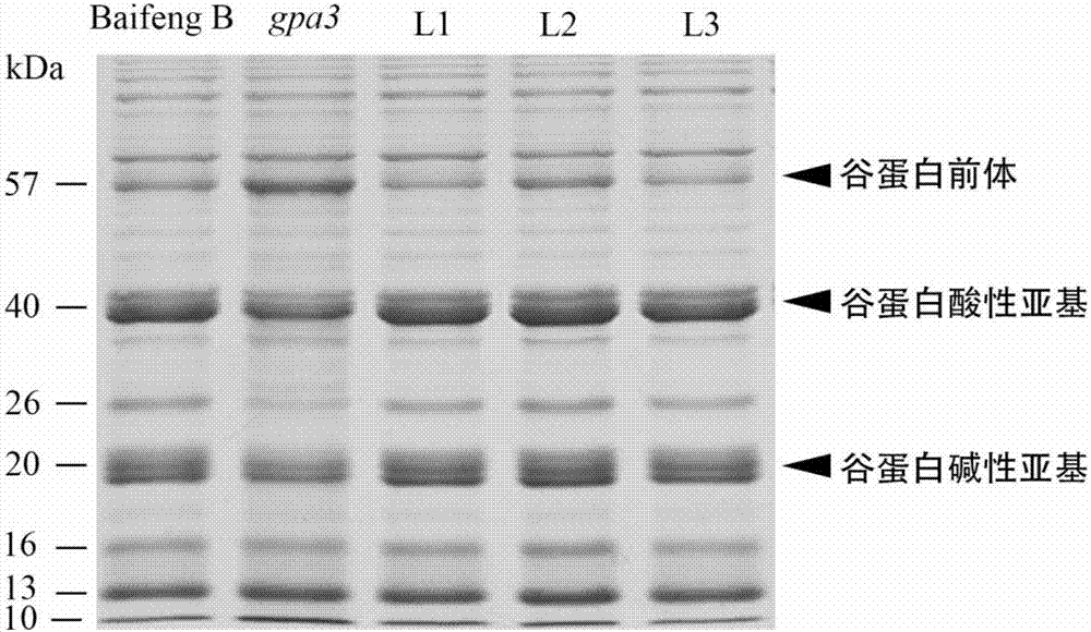 Protein GmGPA3 for regulating plant storage protein sorting as well as encoding gene and application thereof