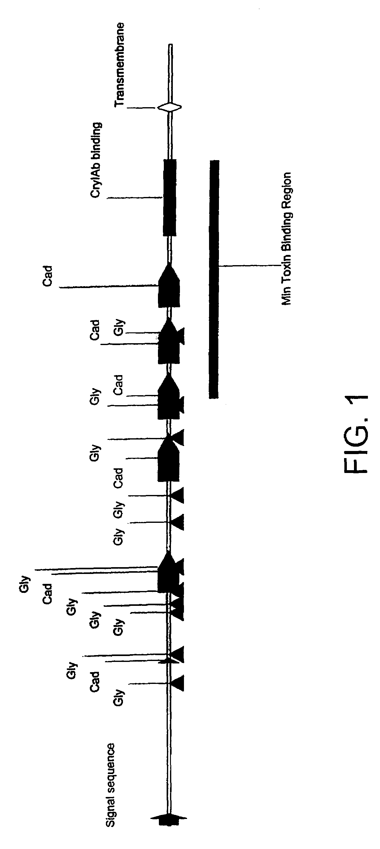 Bt toxin receptors and methods of use