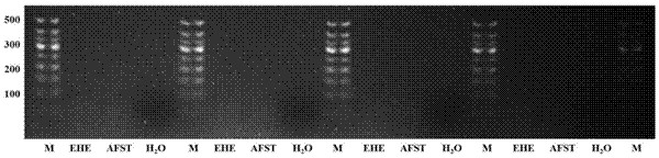 Molecular marker for epithelioid vascular endothelial tumor and detection kit thereof