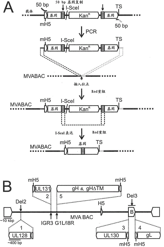An MVA vaccine for delivery of a UL128 complex and preventing CMV infection