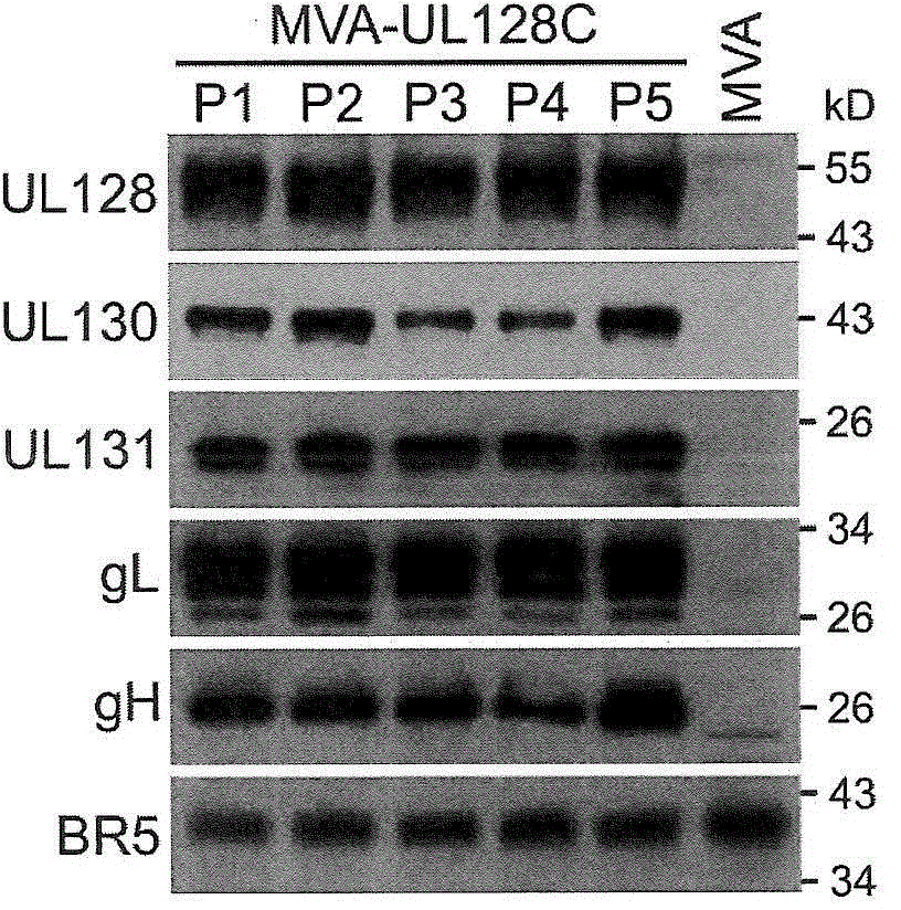 An MVA vaccine for delivery of a UL128 complex and preventing CMV infection