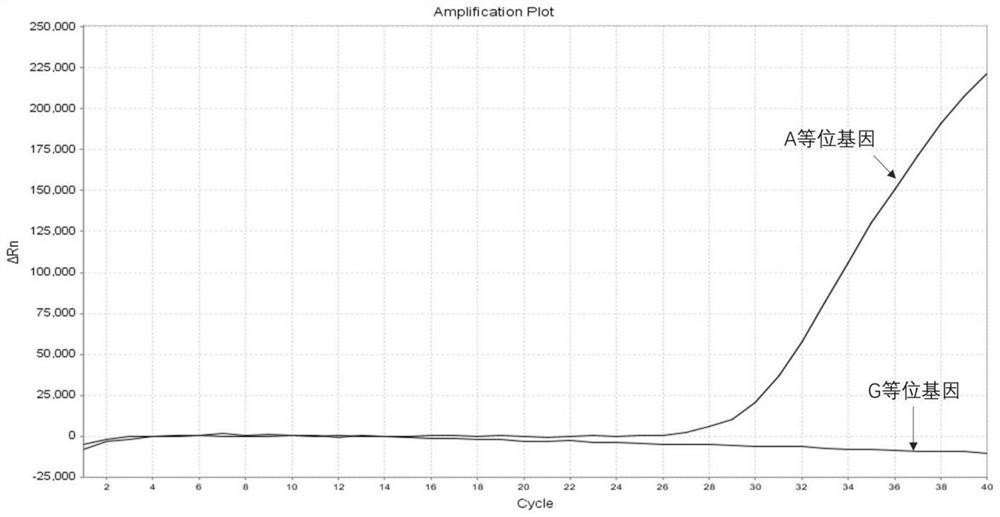 Amplification primer group and probe for asthma individualized medication gene detection, detection kit and use method