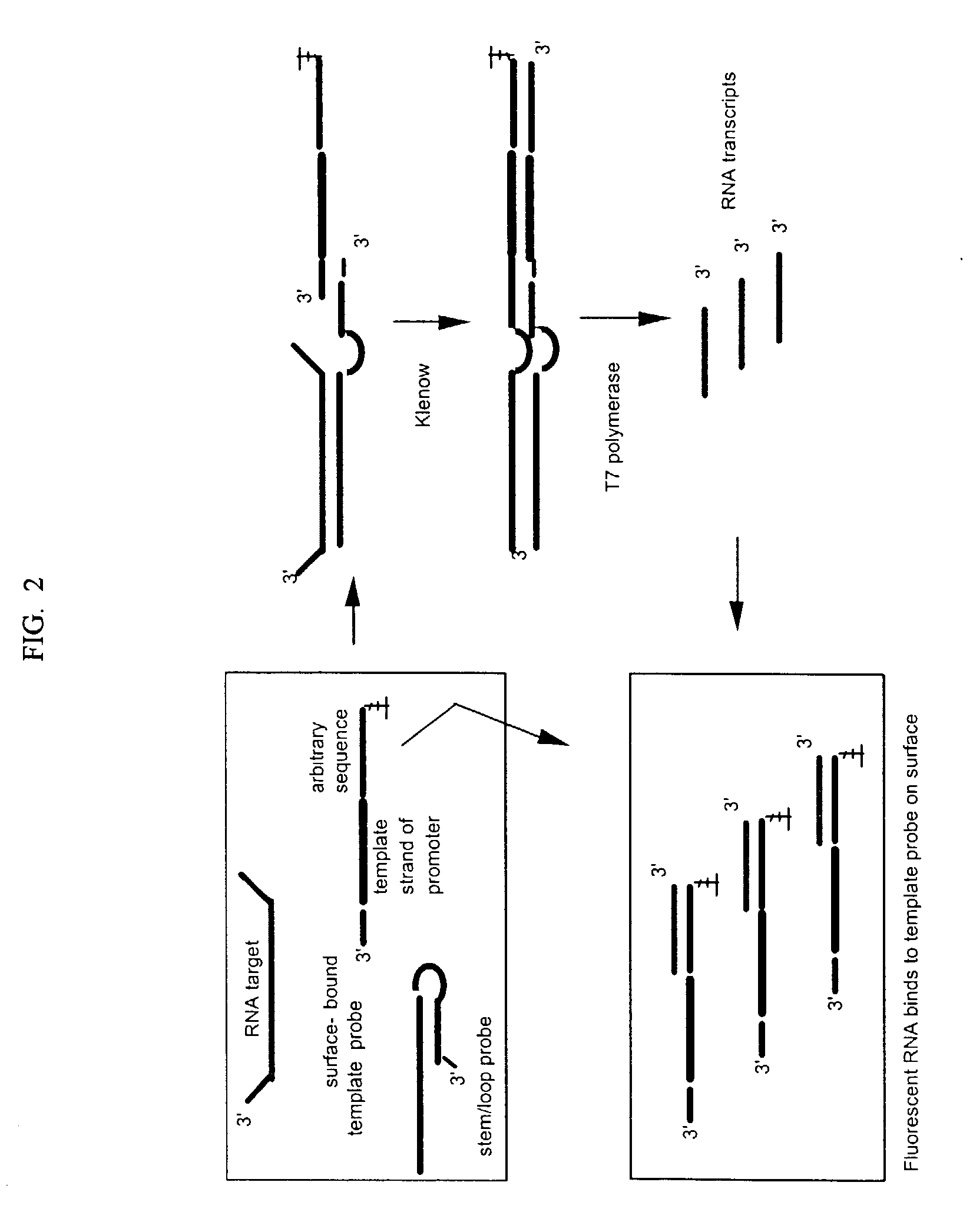 Isothermal amplification in nucleic acid analysis