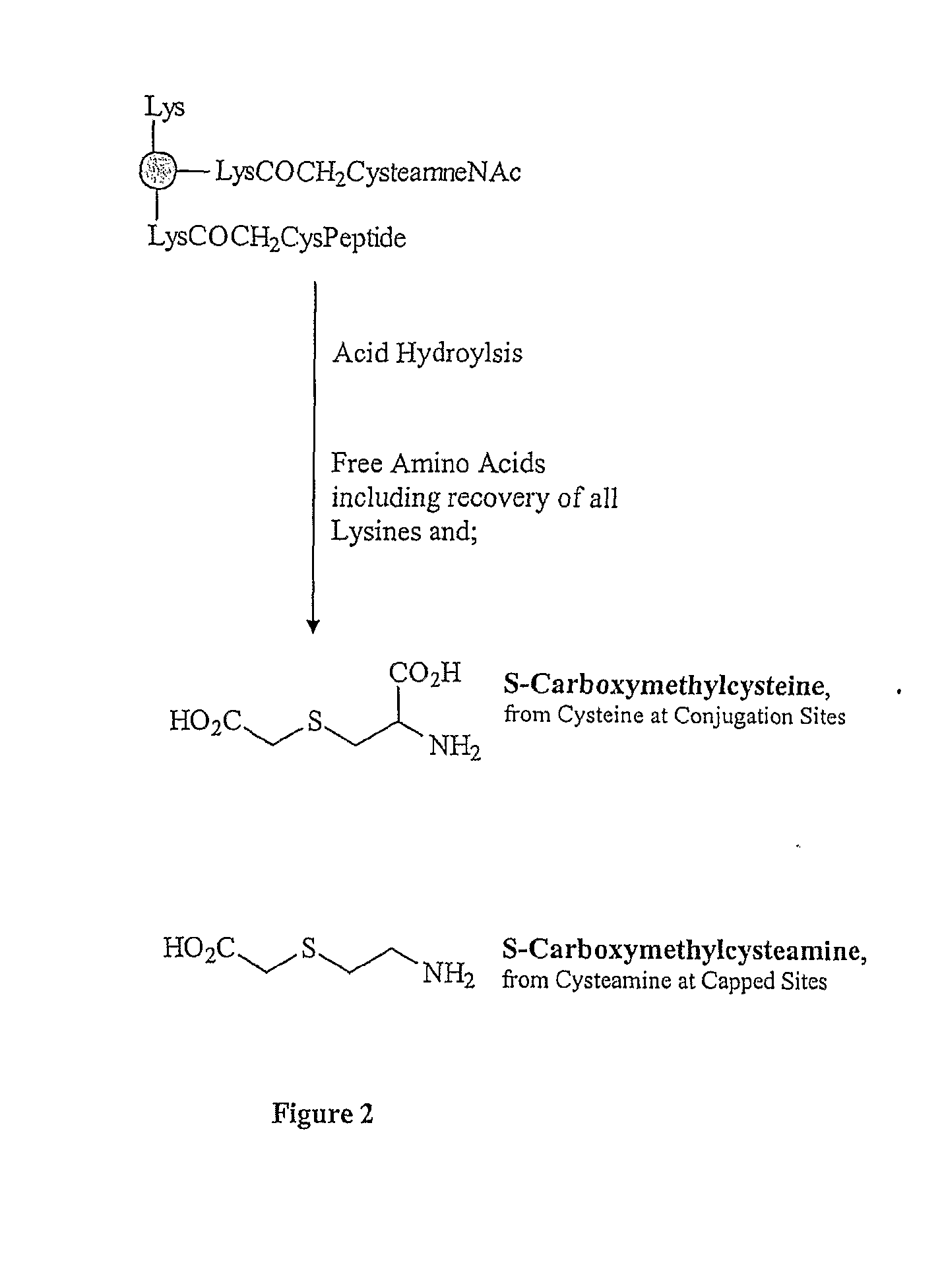 Beta immunogenic peptide carrier conjugates and methods of producing same