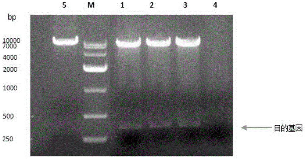 DNA segment for efficient expression of egg white lysozyme by employing recombinant pichia pastoris and expression method thereof