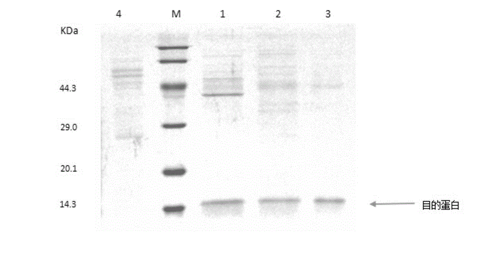 DNA segment for efficient expression of egg white lysozyme by employing recombinant pichia pastoris and expression method thereof