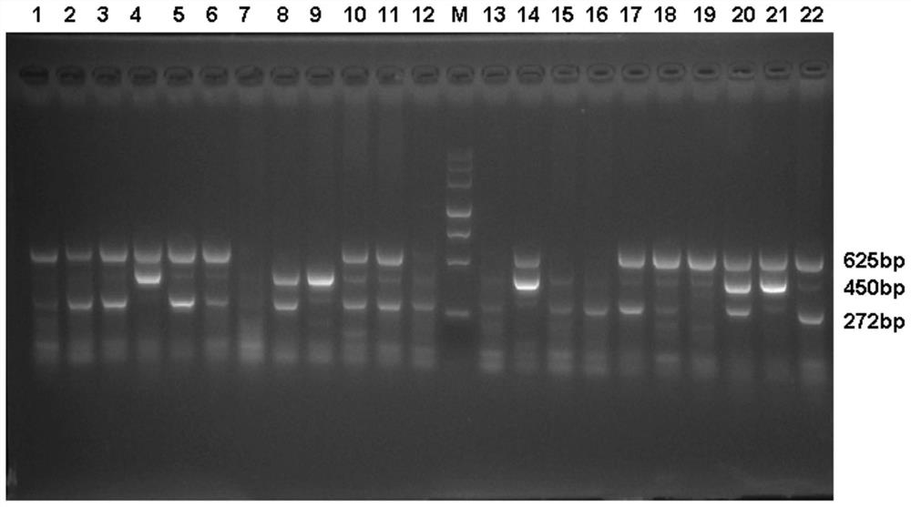 RT-PCR detection kit for GMBFV, PVY and GCLV viruses of garlic
