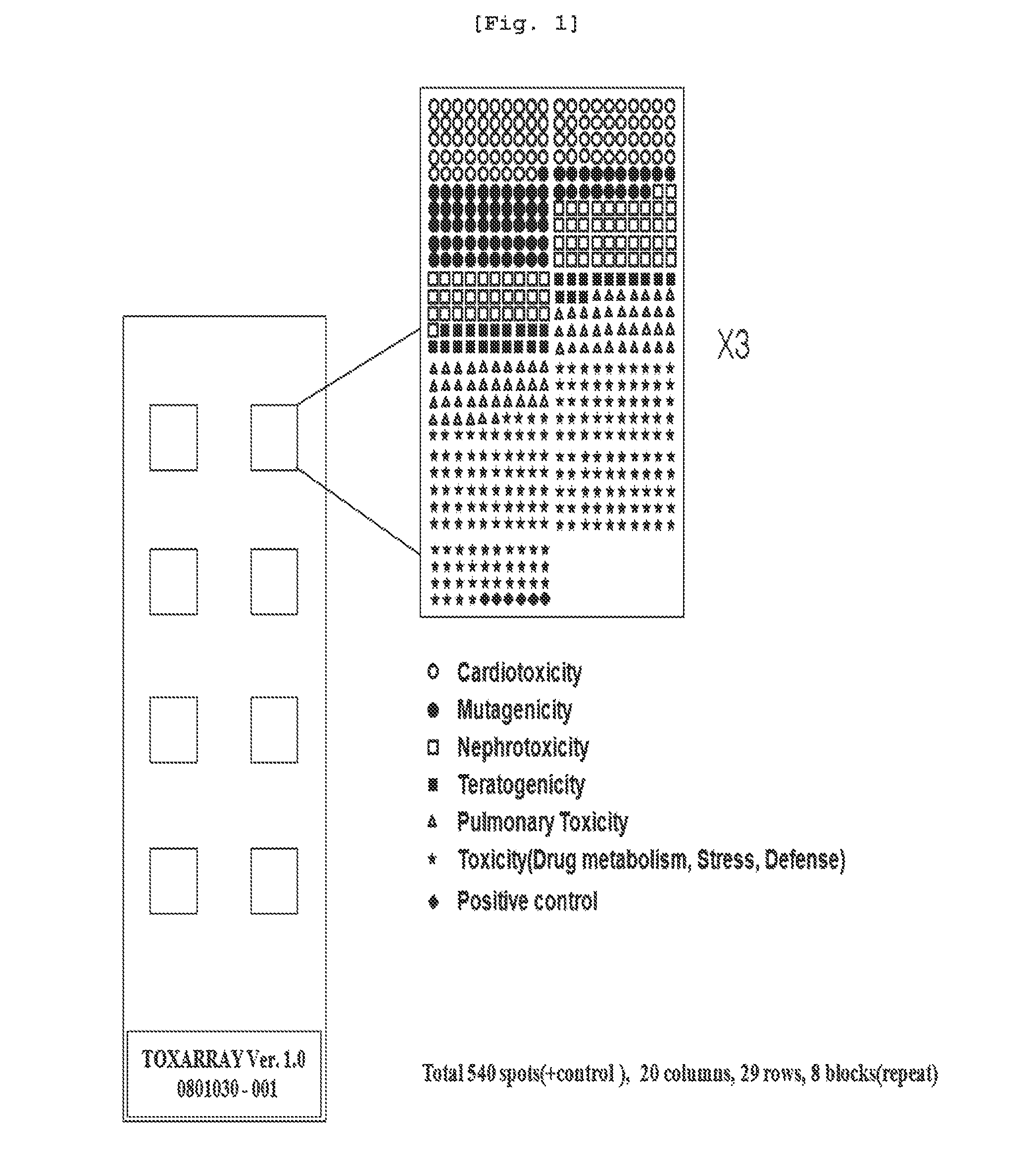 Marker genes for screening of drug-induced toxicity in human cells and screening method using the same