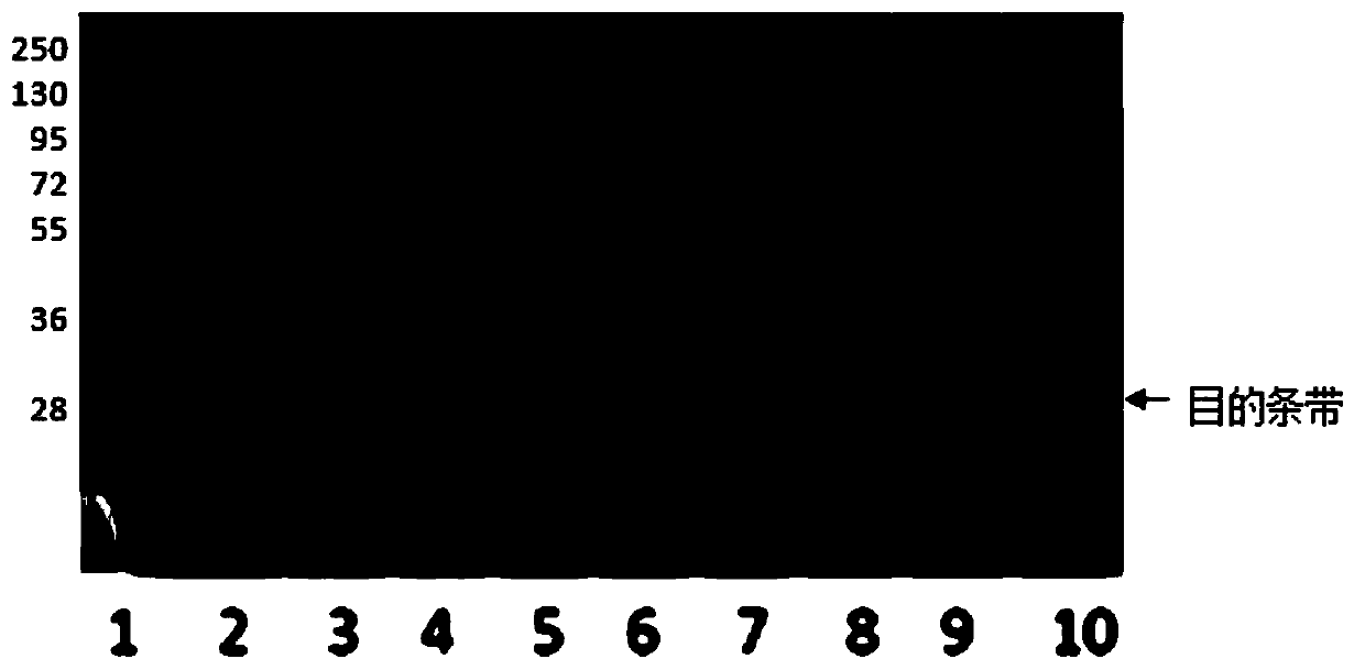 Preparation method of recombinant human C-reactive protein