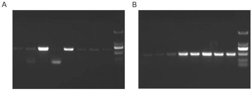 Application of oryza sativa l. OsGA2ox8 protein and coding gene and recombinant vector thereof in enhancing plant drought resistance
