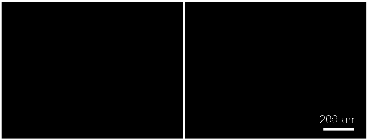 Hydroxyapatite-polylactic acid biological double-sided magical film as well as preparation method and application thereof