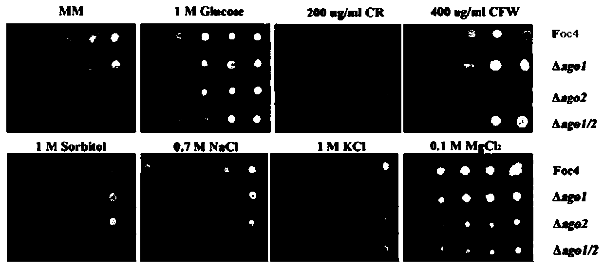 An ago gene deletion mutant of fusarium wilt of banana and its small rna