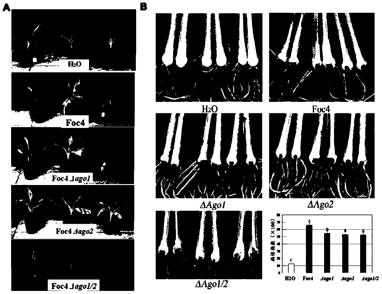 An ago gene deletion mutant of fusarium wilt of banana and its small rna