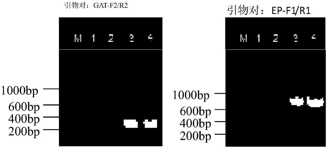 Glyphosate-resistant transgenic soybean as well as preparation method and application thereof