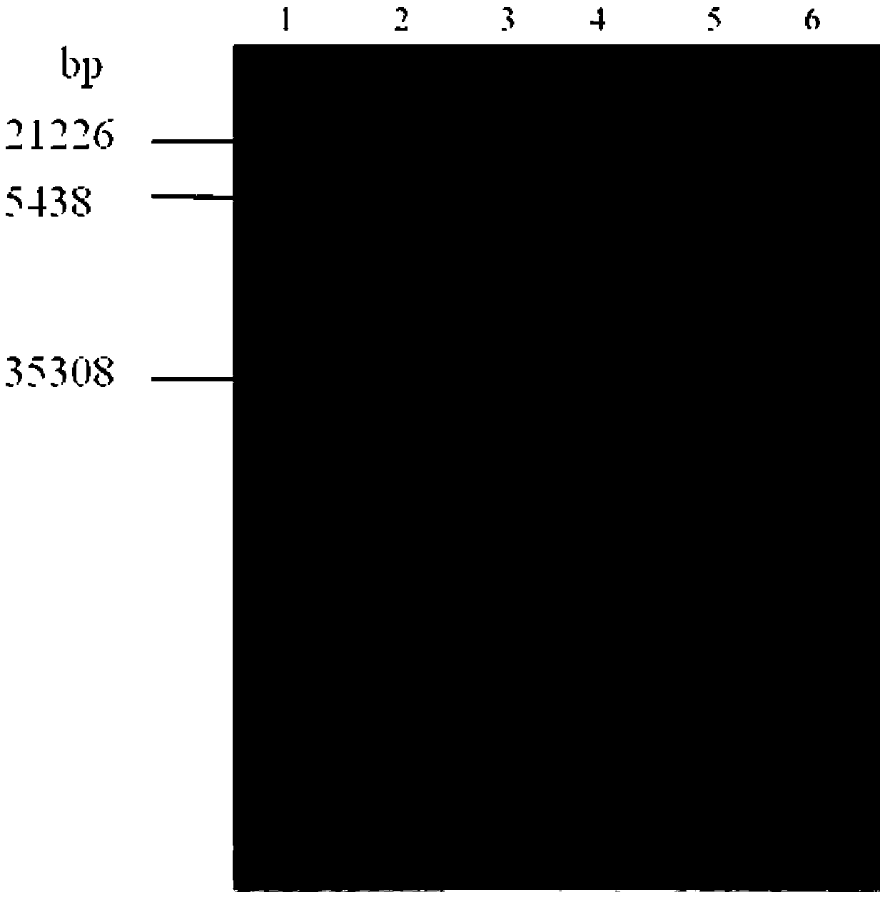 Glyphosate-resistant transgenic soybean as well as preparation method and application thereof