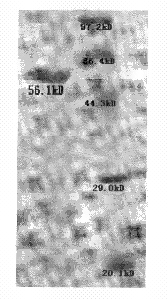 Yellow mealworm plasmin and preparation method and applications thereof