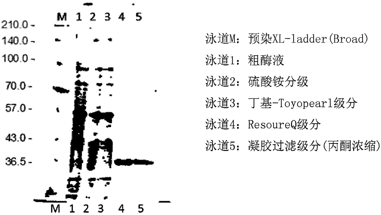 2-deoxy-scyllo-inosose reductase