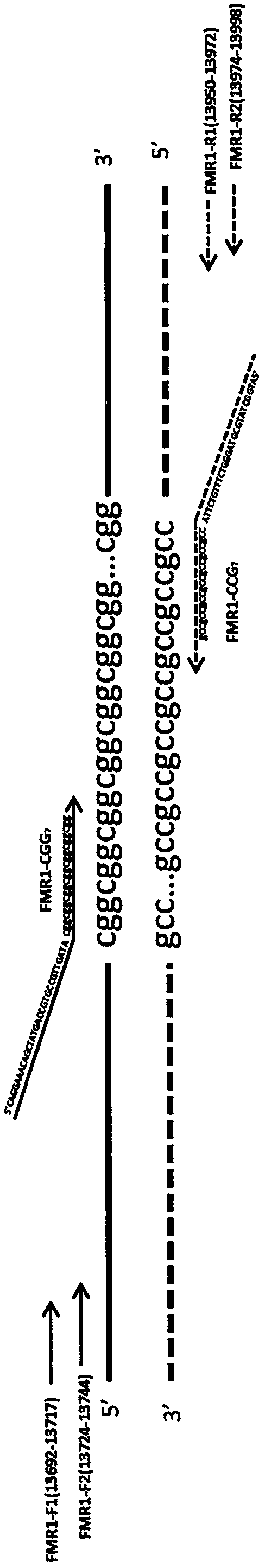 Rapid screening kit for fragile X syndrome