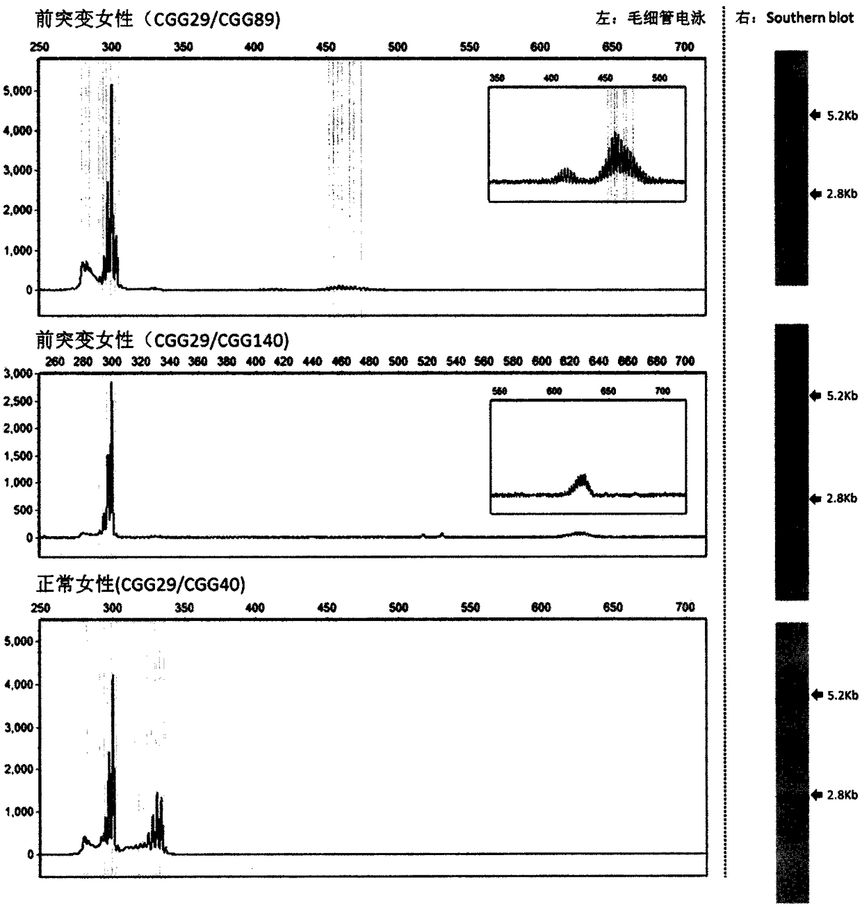 Rapid screening kit for fragile X syndrome