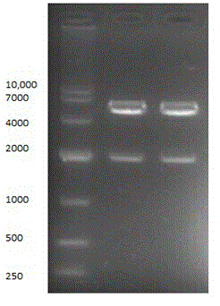 siRNA sequence for targeted inhibition of human alpha-globin gene expression