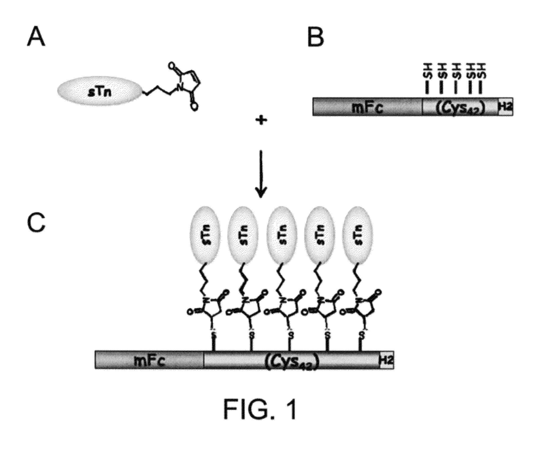 Immunogenic protein carrier containing an antigen presenting cell binding domain and a cysteine-rich domain