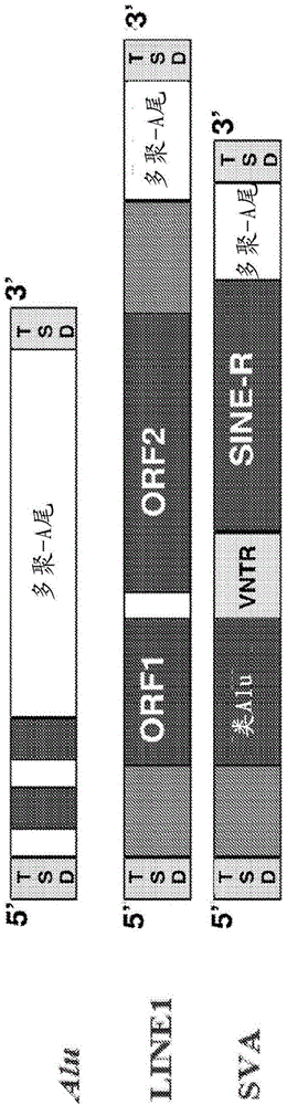 Method for genetic detection using interspersed genetic elements: multiplexed DNA analysis system