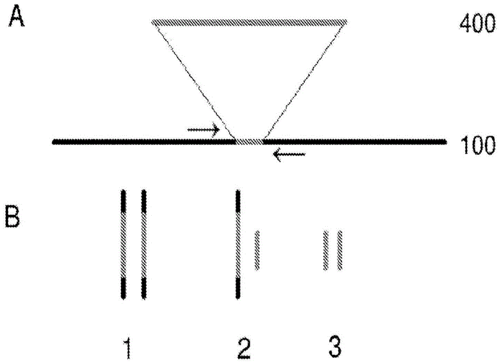 Method for genetic detection using interspersed genetic elements: multiplexed DNA analysis system